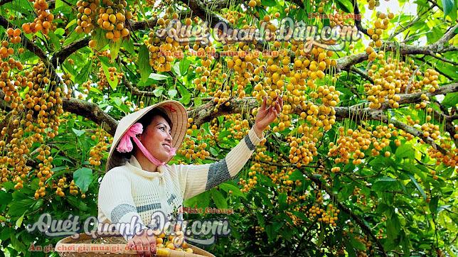 Vườn trái cây Cái Tàu (Cai Tau Rambai Garden)