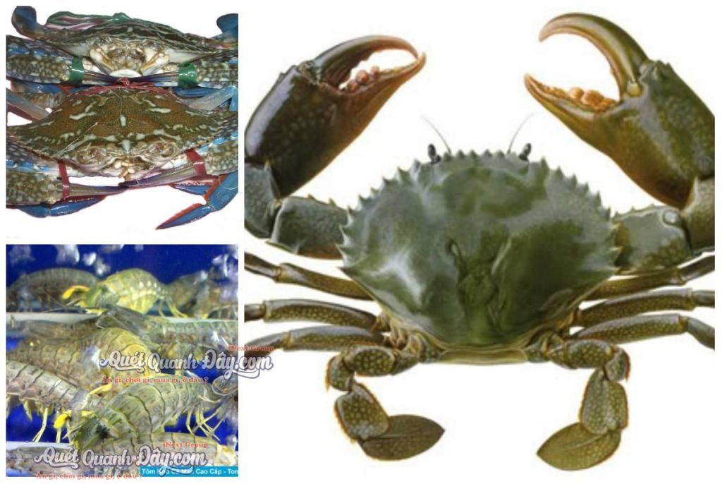 Hải Sản Biển Cà Mau