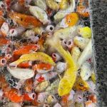 Koi Coffee