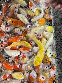Koi Coffee